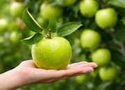 Manfaat Apel Hijau bagi Kesehatan yang Perlu Anda Ketahui