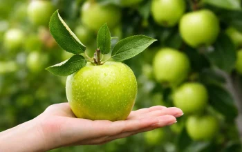 buah apel hijau