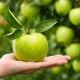 Manfaat Apel Hijau bagi Kesehatan yang Perlu Anda Ketahui