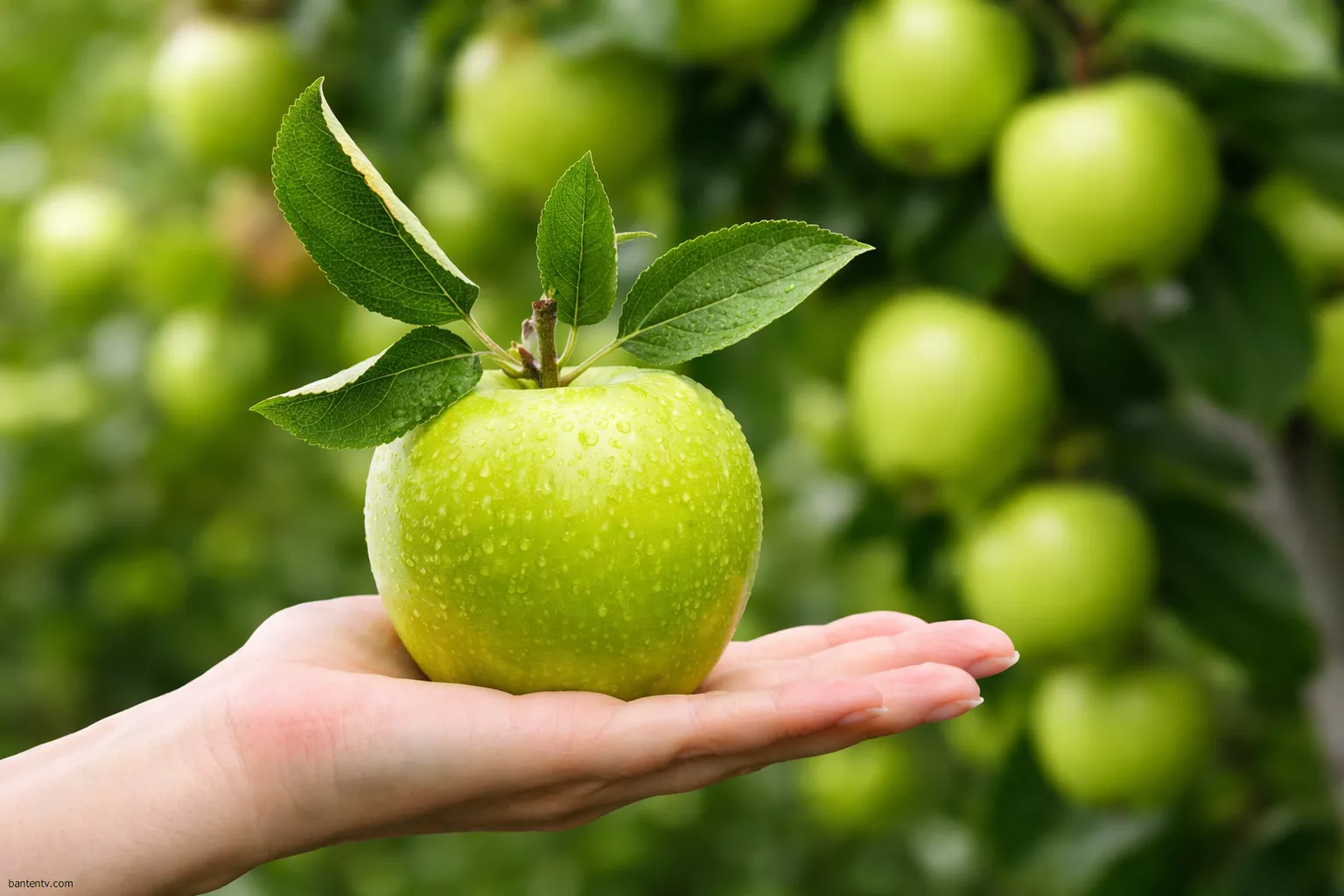 buah apel hijau