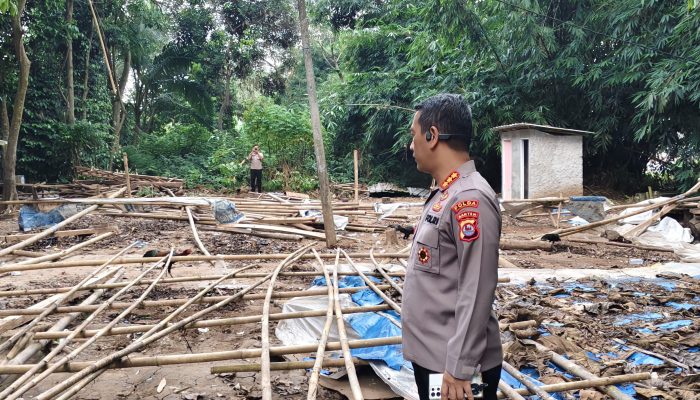Polda Banten Bongkar Arena Sabung Ayam