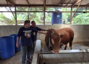 ​Bobi, Sapi Limosin 1,1 Ton Asal Kota Serang Hewan Kurban Presiden Prabowo